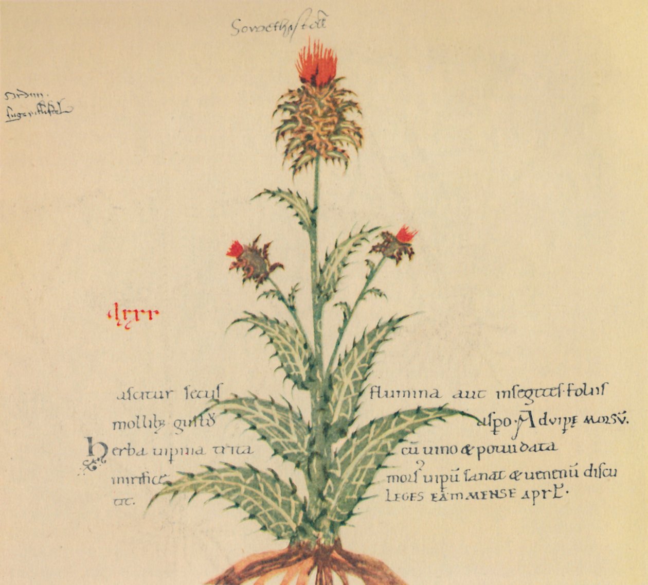 So Thistle, 1947 af Unbekannt