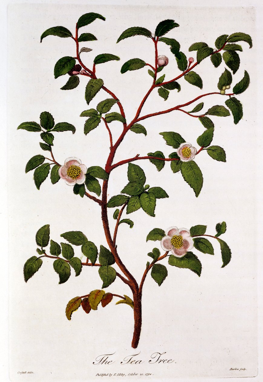 Te: gren af Camellia sinensis, 1798 af Unbekannt