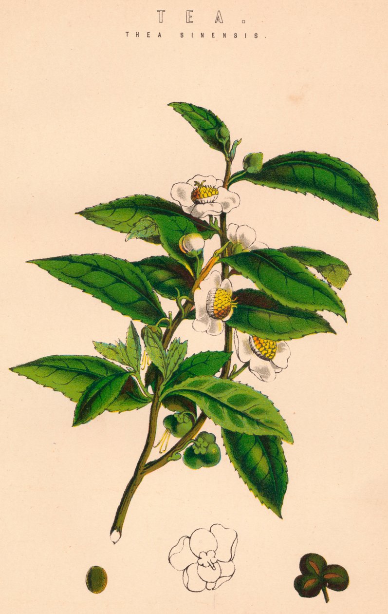 Te, c1800-tallet af Unbekannt