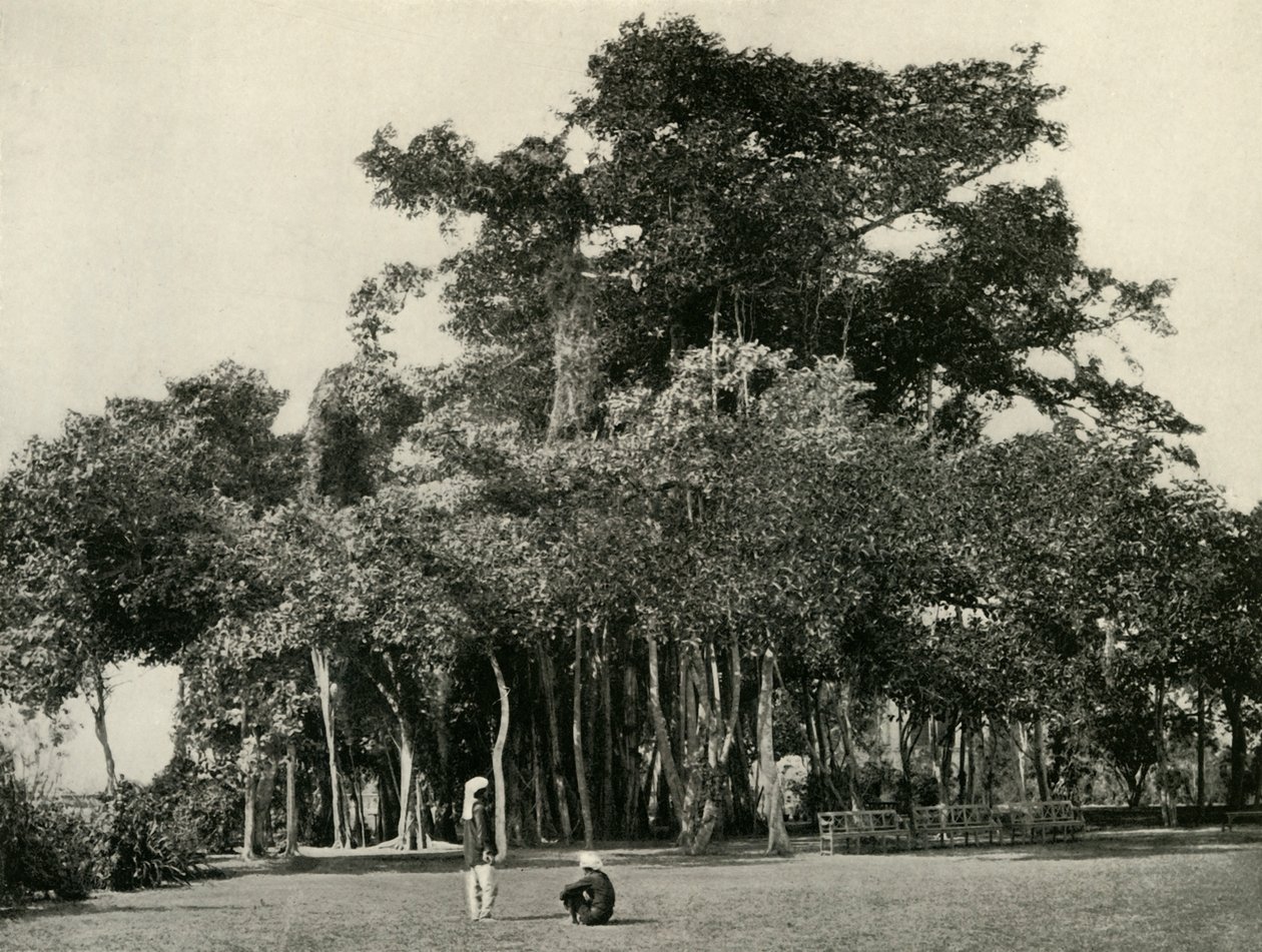 The Banyan Tree, Barrackpore, 1870, 1925. af Unbekannt