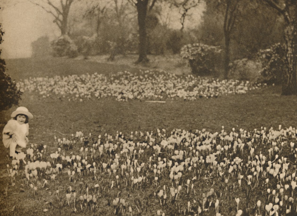 Forårets krokustæppe, c1935. af Unbekannt