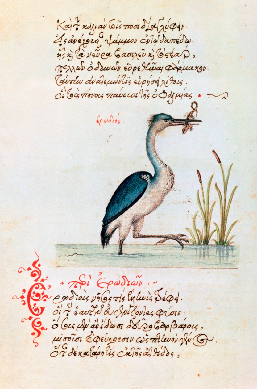 Hejren, 1564 af Unbekannt