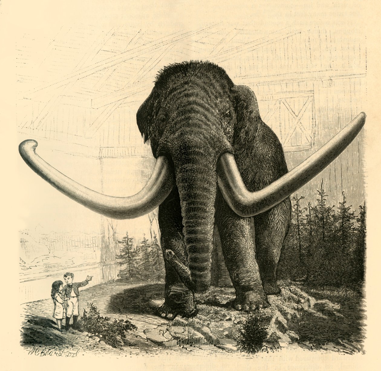 St. Petersborgs mammut, 1883. af Unbekannt