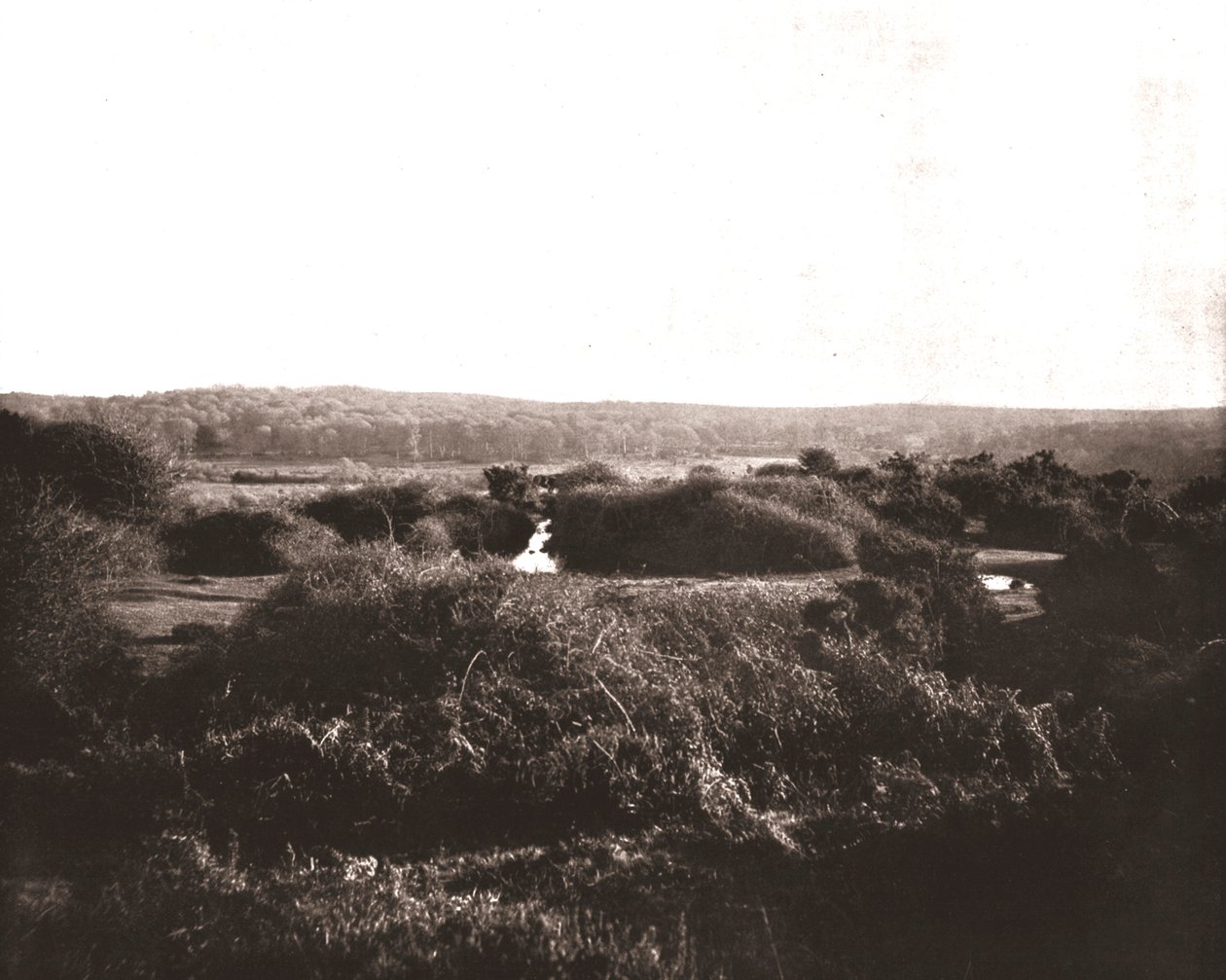 The New Forest, Hampshire, 1894. af Unbekannt
