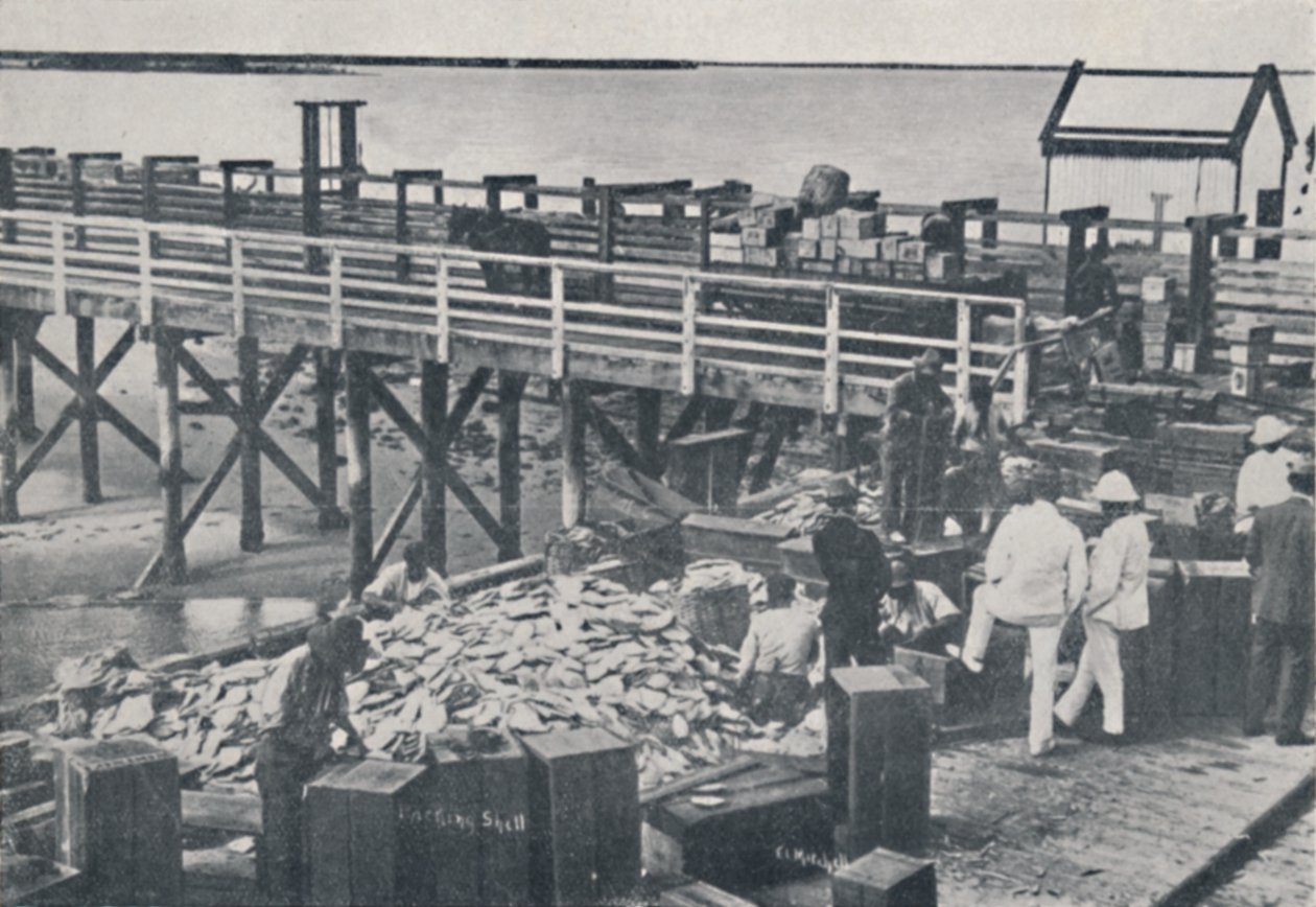 The Pearl Fishing Industry - Packing Shell, 1923. af Unbekannt
