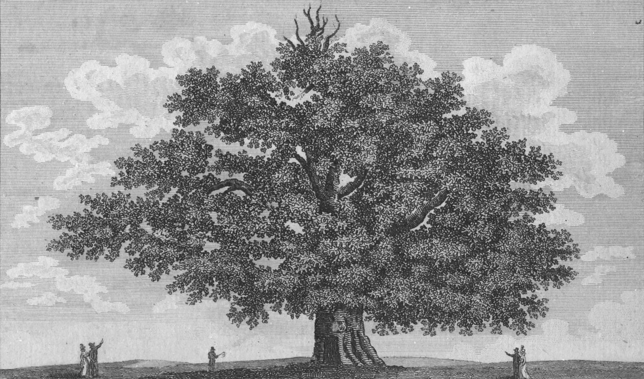 The Penshurst Oak, 1794 af Unbekannt