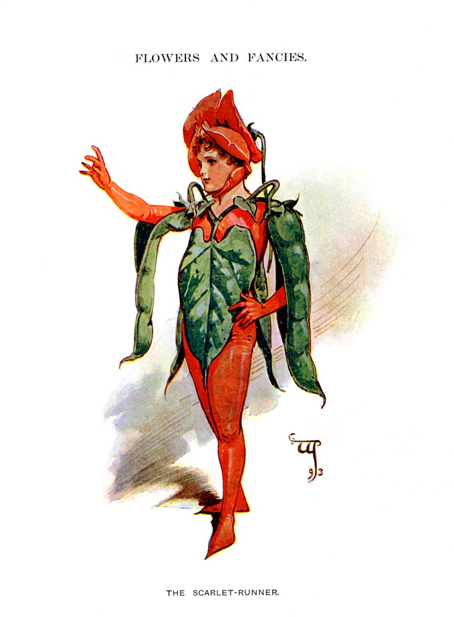 The Scarlet Runner, 1899 af Unbekannt
