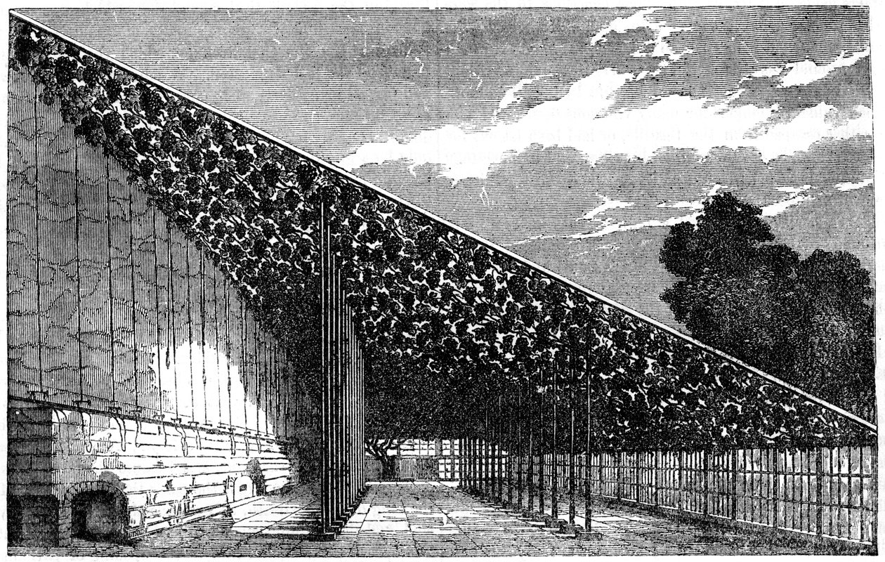 The Vinery at Hampton Court, 1800-tallet af Unbekannt