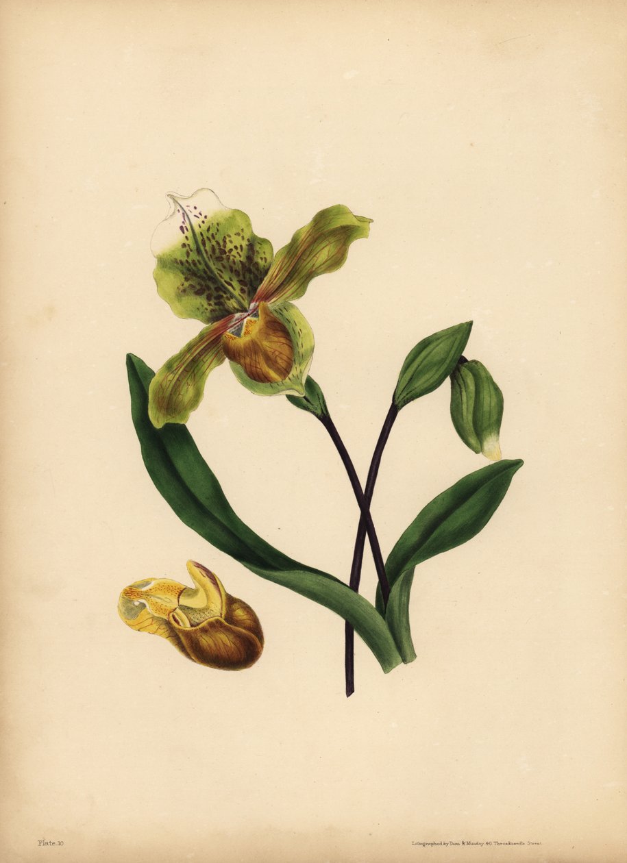 Den ædle dames tøffel, Cypripedium reginae, lighed af Unbekannt