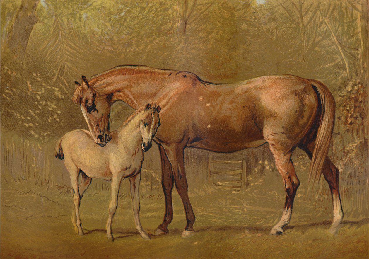 Fuldblods hoppe og føl, c1879. af Unbekannt