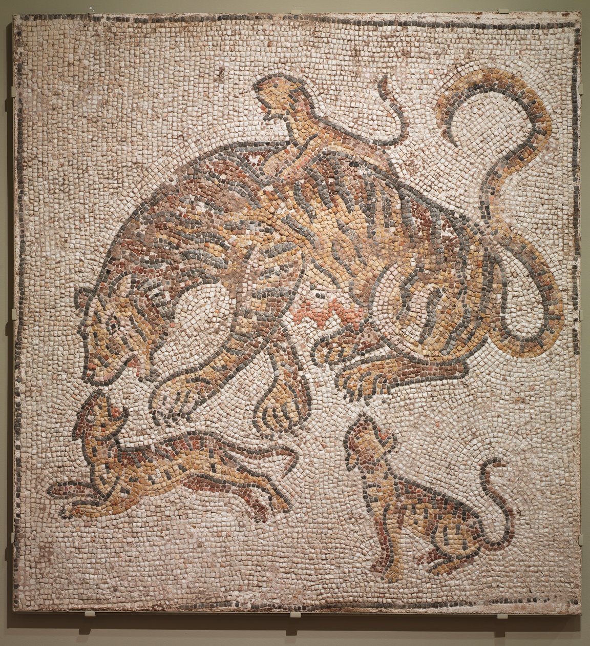 Tigress og unger, 300