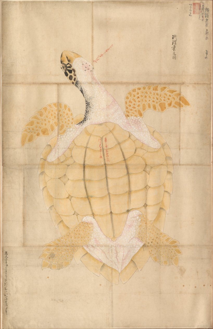 Skildpadde, 1700-tallet. af Unbekannt
