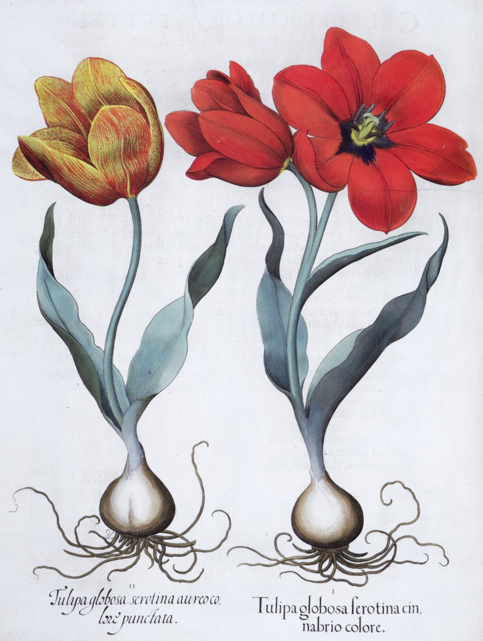 Tulipaner, 1613 af Unbekannt