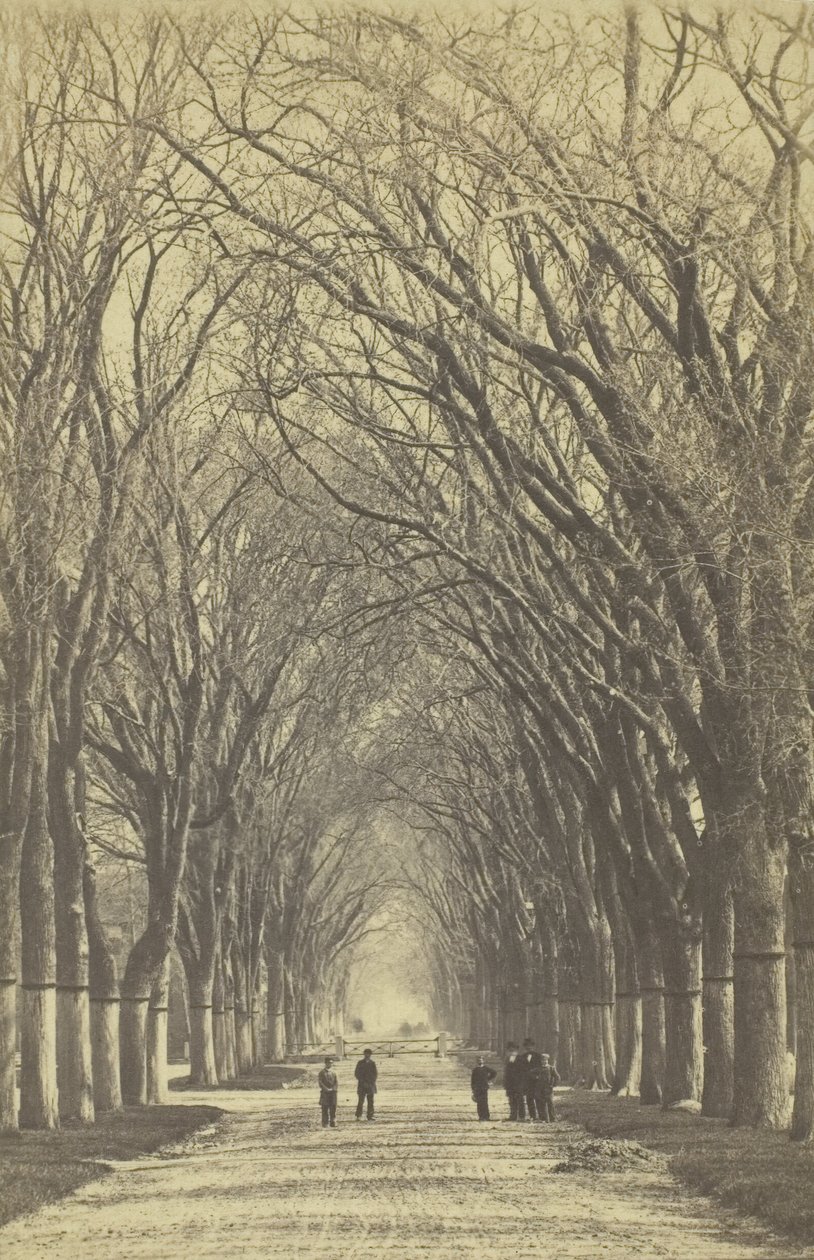 Unavngivet træallé, 1840-1900. af Unbekannt