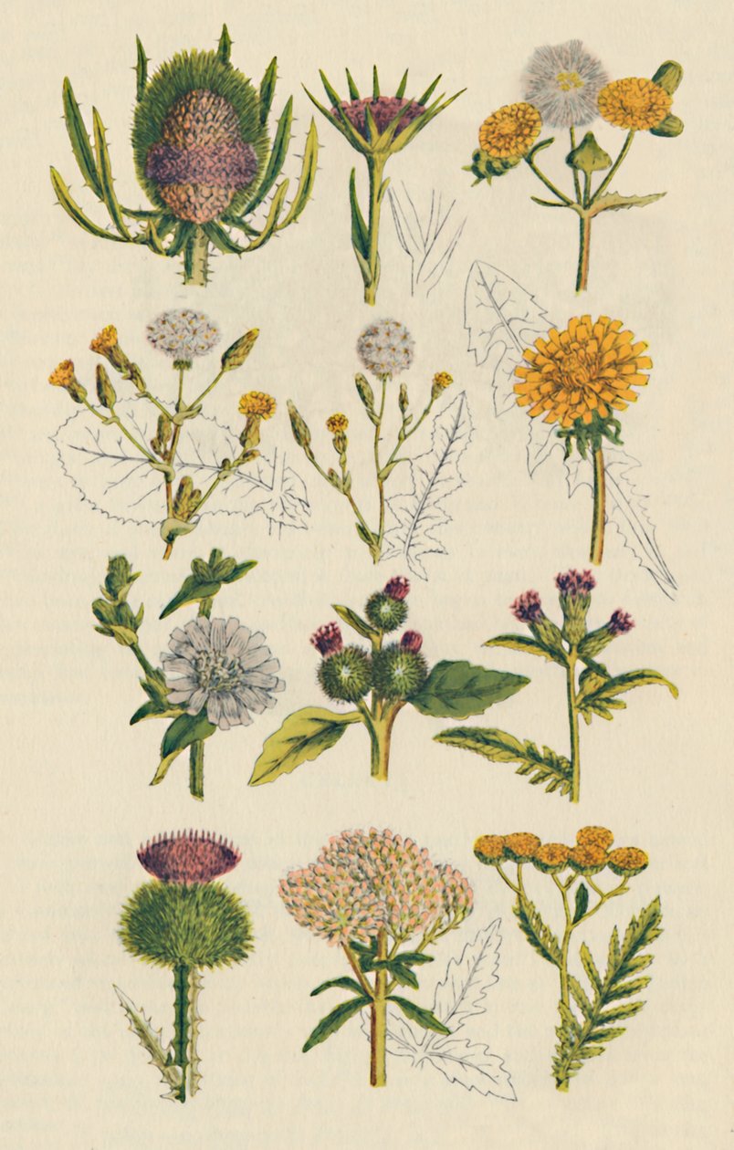 Sorter af britiske vilde blomster, 1947 af Unbekannt