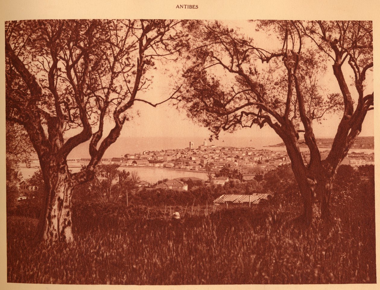 Udsigt gennem oliventræerne til Antibes, 1930. af Unbekannt