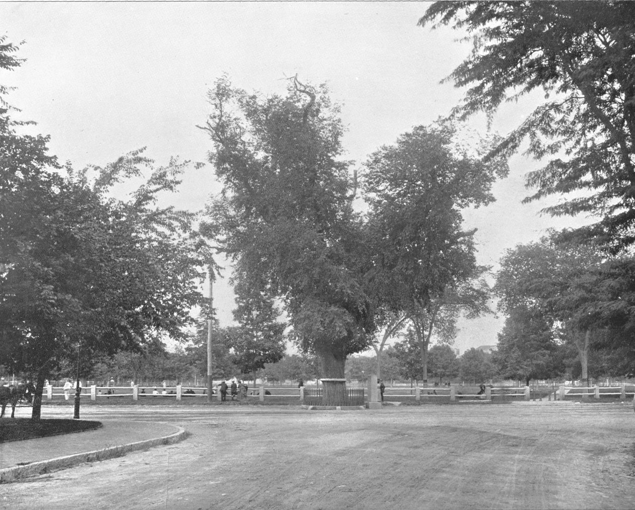 Washington Elm, Cambridge, Massachusetts, USA, c1900. af Unbekannt