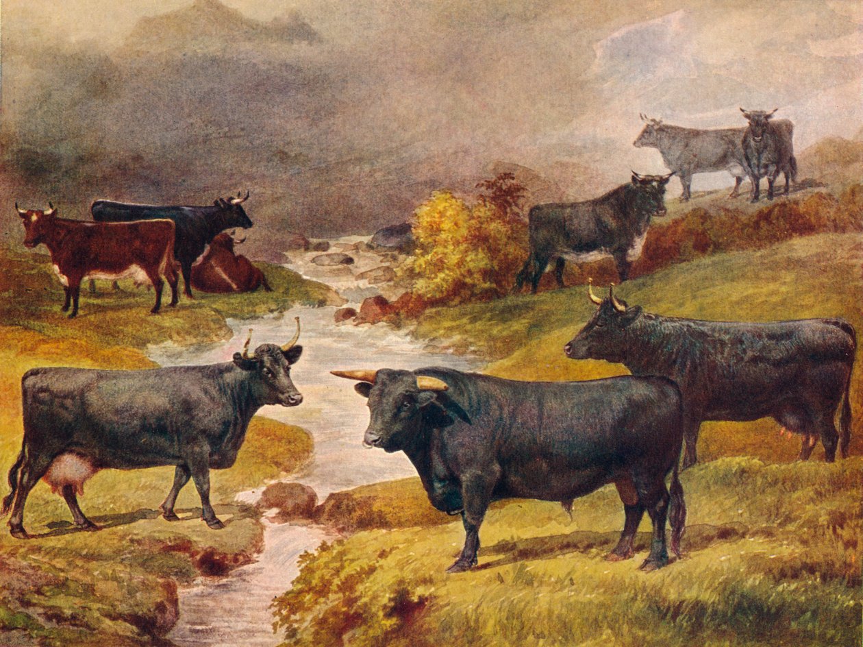 Welsh Black kvæg, c1906 c1910 af Unbekannt