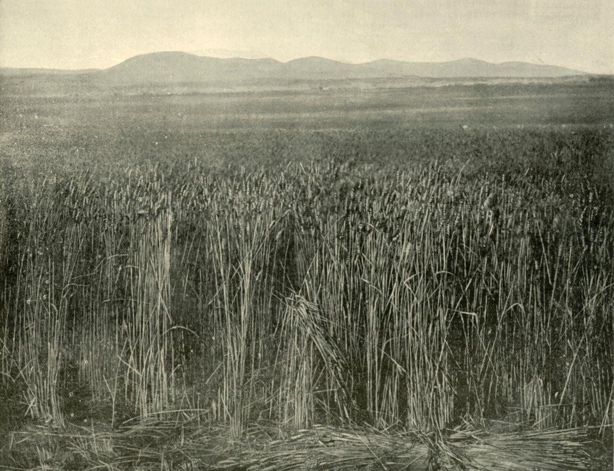 Wheat Field, Canning Downs, Queensland, 1901. af Unbekannt