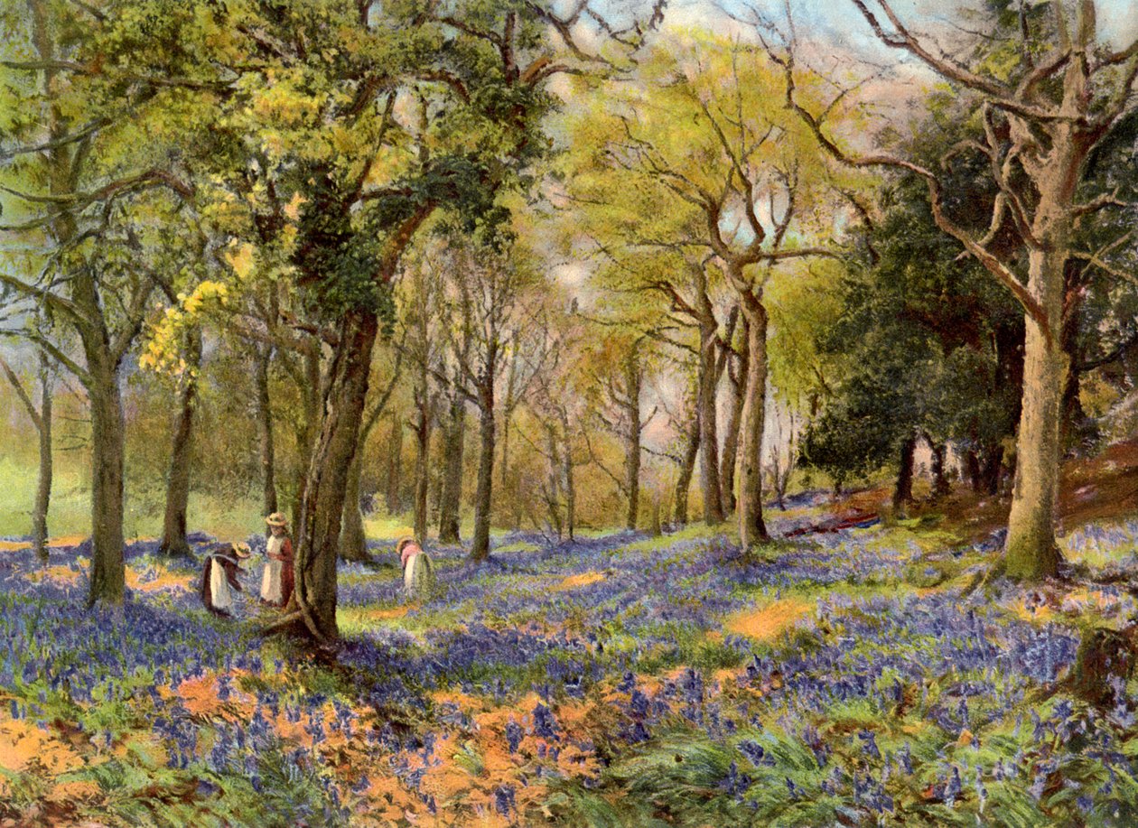 Vilde hyacinter i en Surrey Copse, 1906 af Unbekannt
