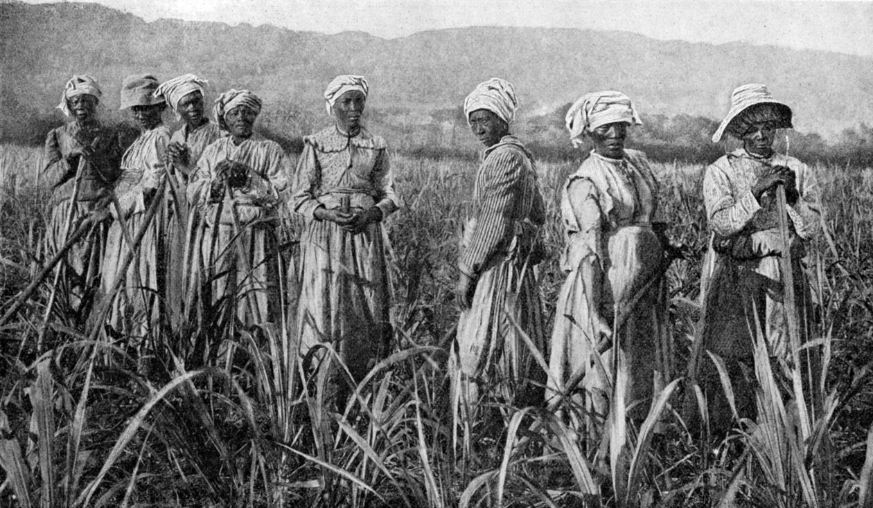 Kvinder, der passer unge sukkerrør i Jamaica, 1922 af Unbekannt