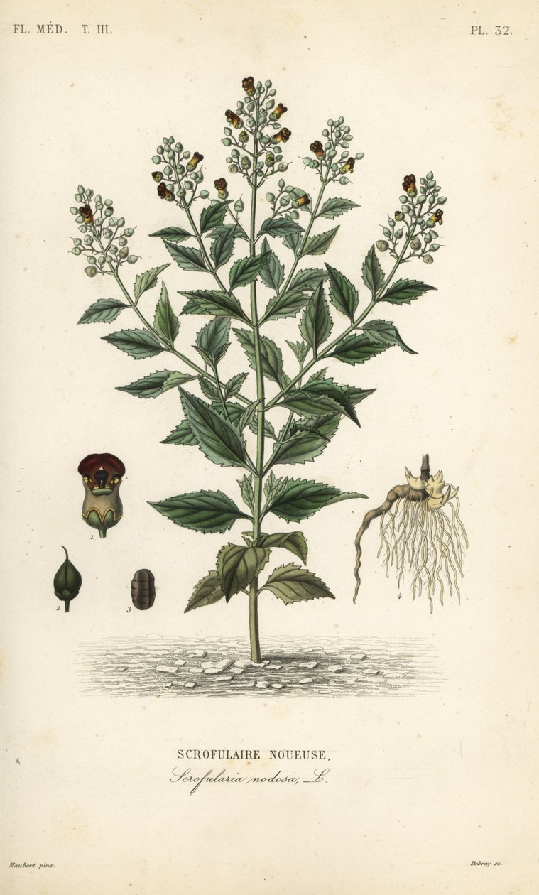 Skovfigenurt, Scrophularia nodosa, Scrofulaire noueuse af Unbekannt