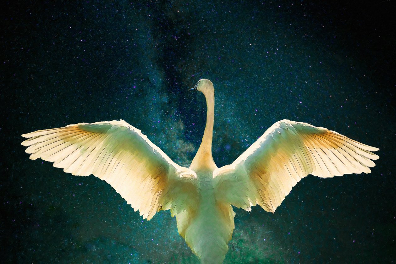 Cygnus, 2017, af Unbekannt Unbekannt