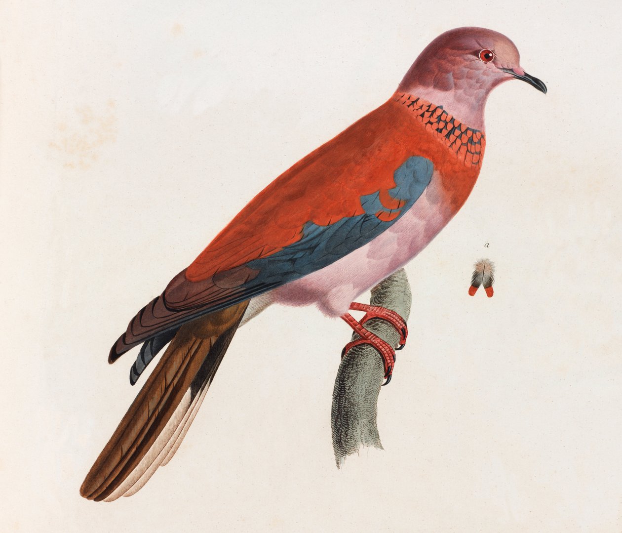 En farveillustration af en fugl af Unbekannt