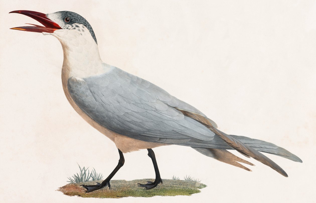 En farveillustration af en fugl af Unbekannt