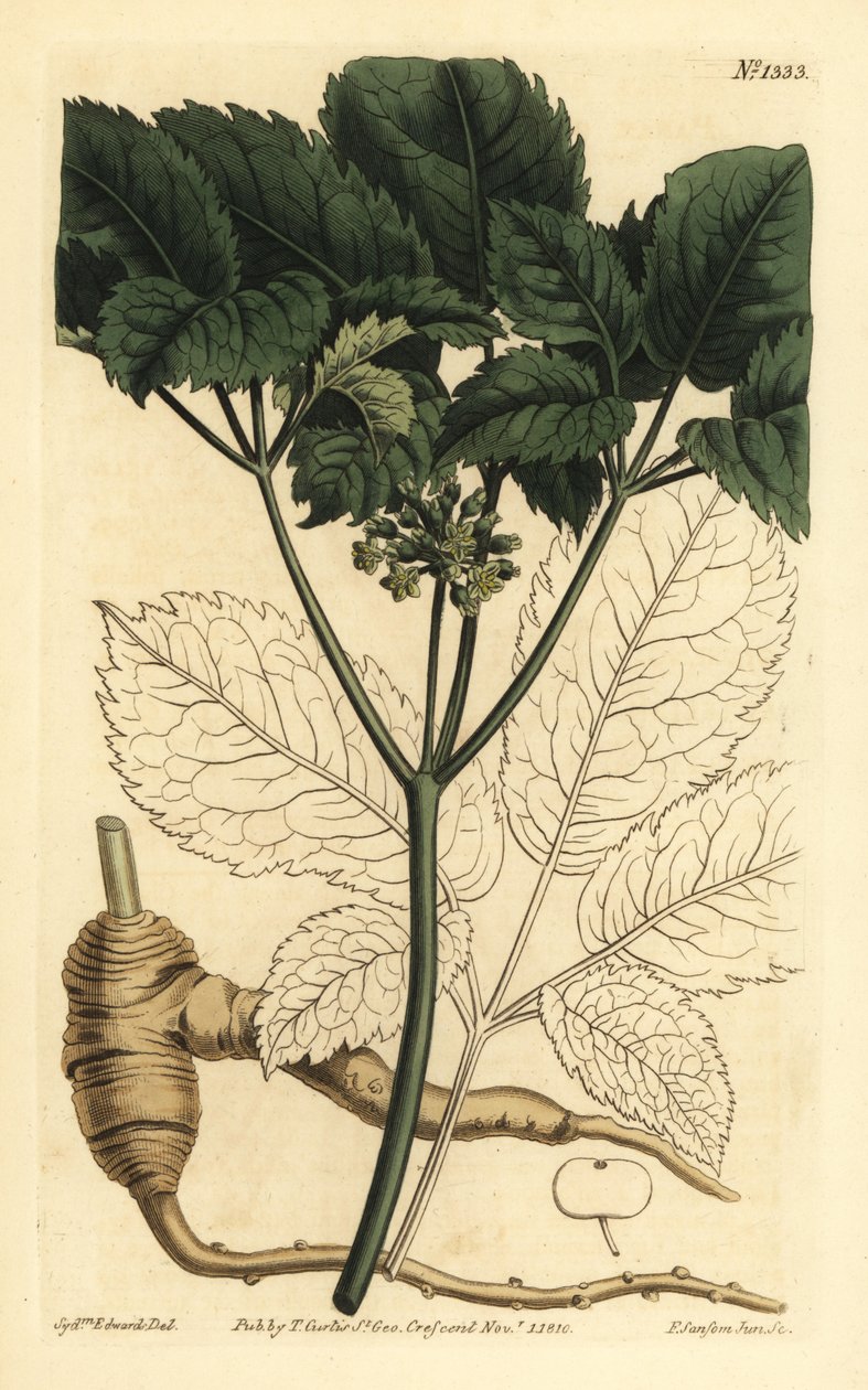 Amerikansk ginseng, Panax quinquefolius af Unbekannt