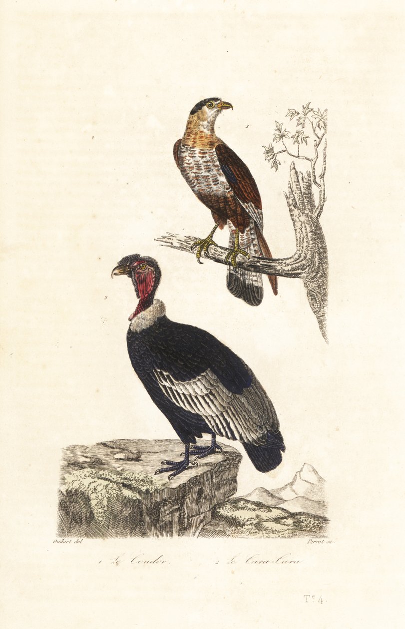 Andeskondor og sydlig crested caracara. af Unbekannter Künstler