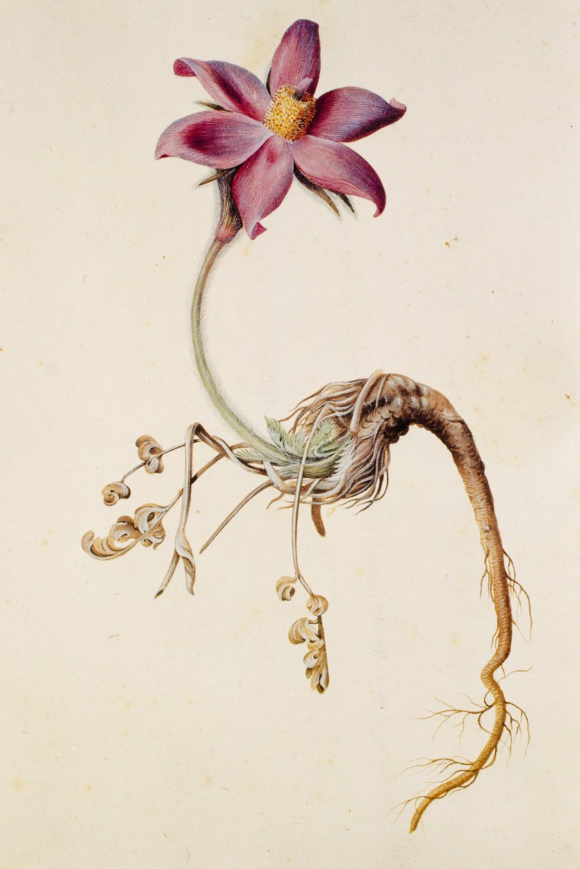 Anemone pulsatilla/Anenome pulstaille af Unbekannt