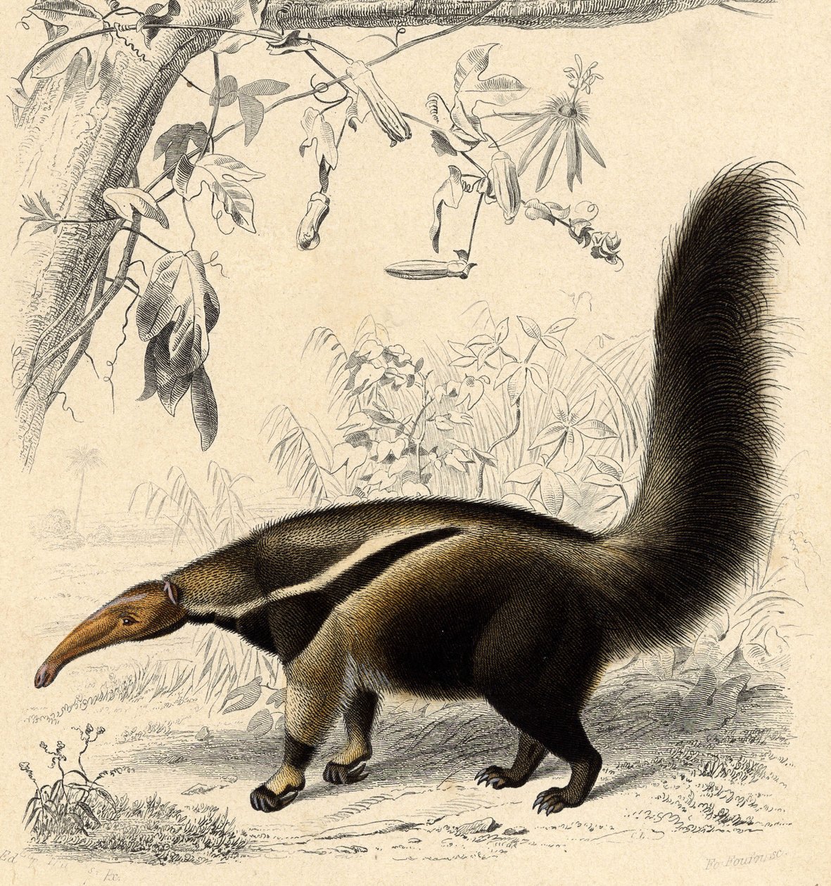 Myre Tamanor (Myrmecophaga jubata) af Unbekannter Künstler