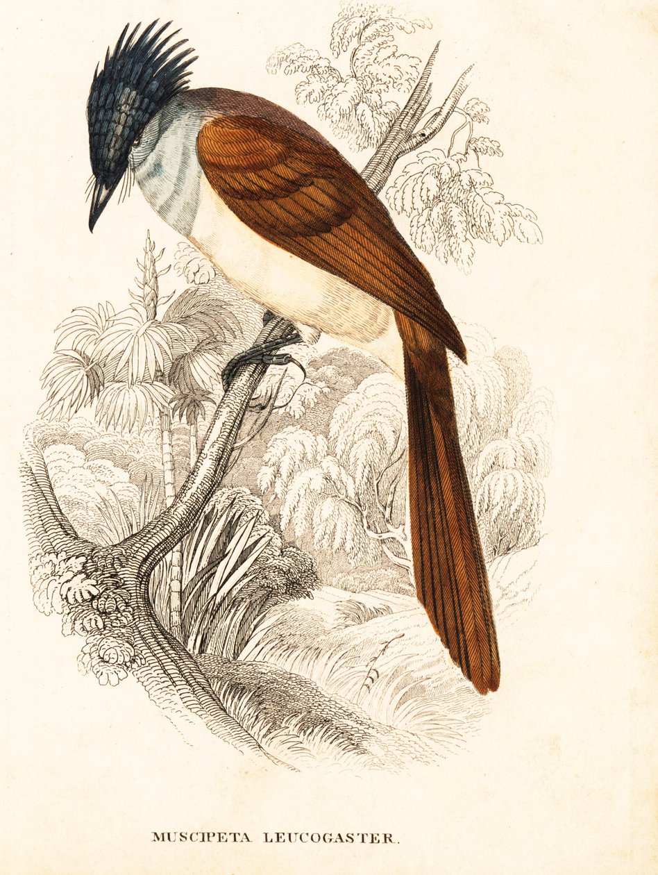 Asiatisk paradisfluefanger (Himalaya), Terpsiphone paradisi leucogaster (Muscipeta leucogaster). Håndkoloreret stålstik fra Georg Friedrich Treitschkes naturhistoriske galleri, Naturhistorischer Bildersaal des Thierreiches, Liepzig. af Unbekannter Künstler