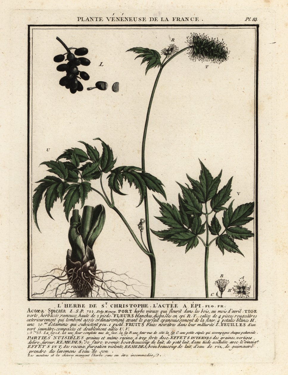 Banebær, Actaea spicata. af Unbekannter Künstler