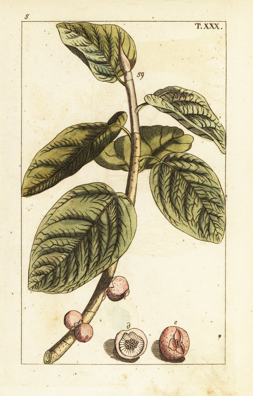 Banyan figengren med frugt, Ficus benghalensis. af Unbekannter Künstler
