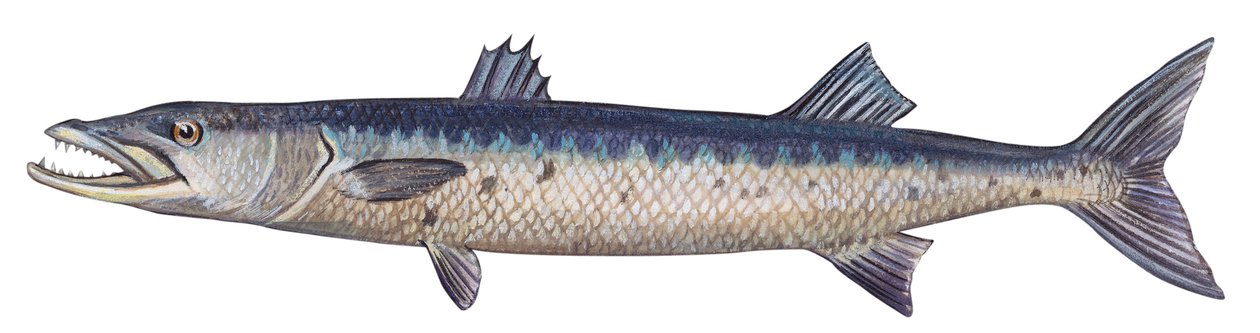 Barracuda - Stor barracuda (Sphyraena barracuda) af Unbekannter Künstler