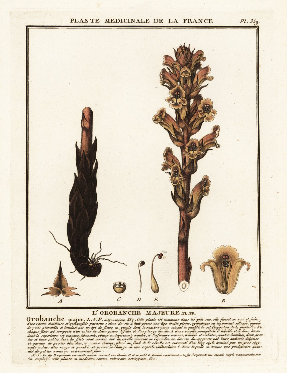 Sengehalm kosterape; Orobanche caryophyllacea. af Unbekannter Künstler