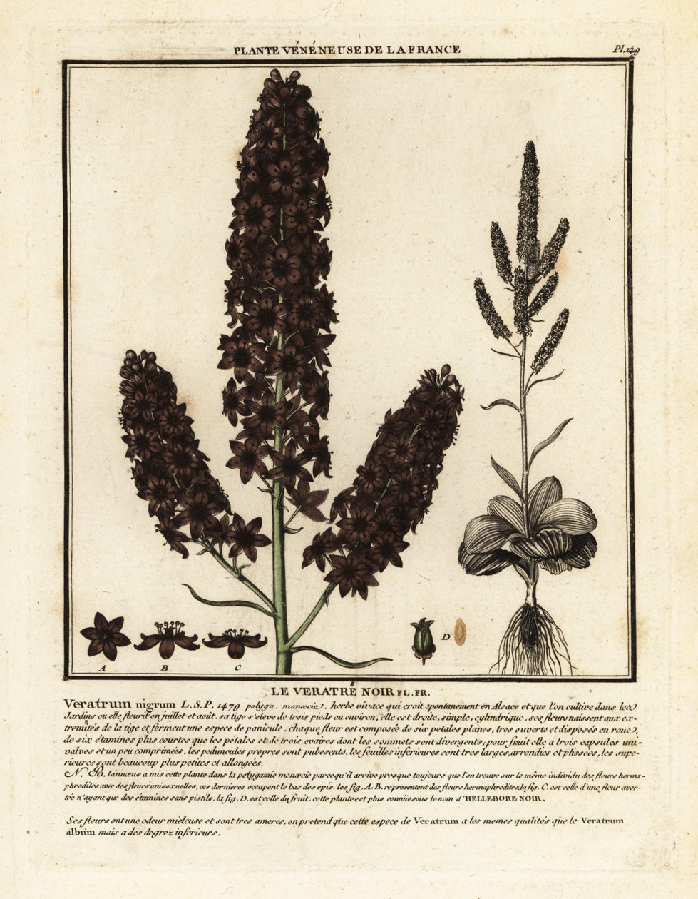 Sort falsk hellebore, Veratrum nigrum. af Unbekannter Künstler