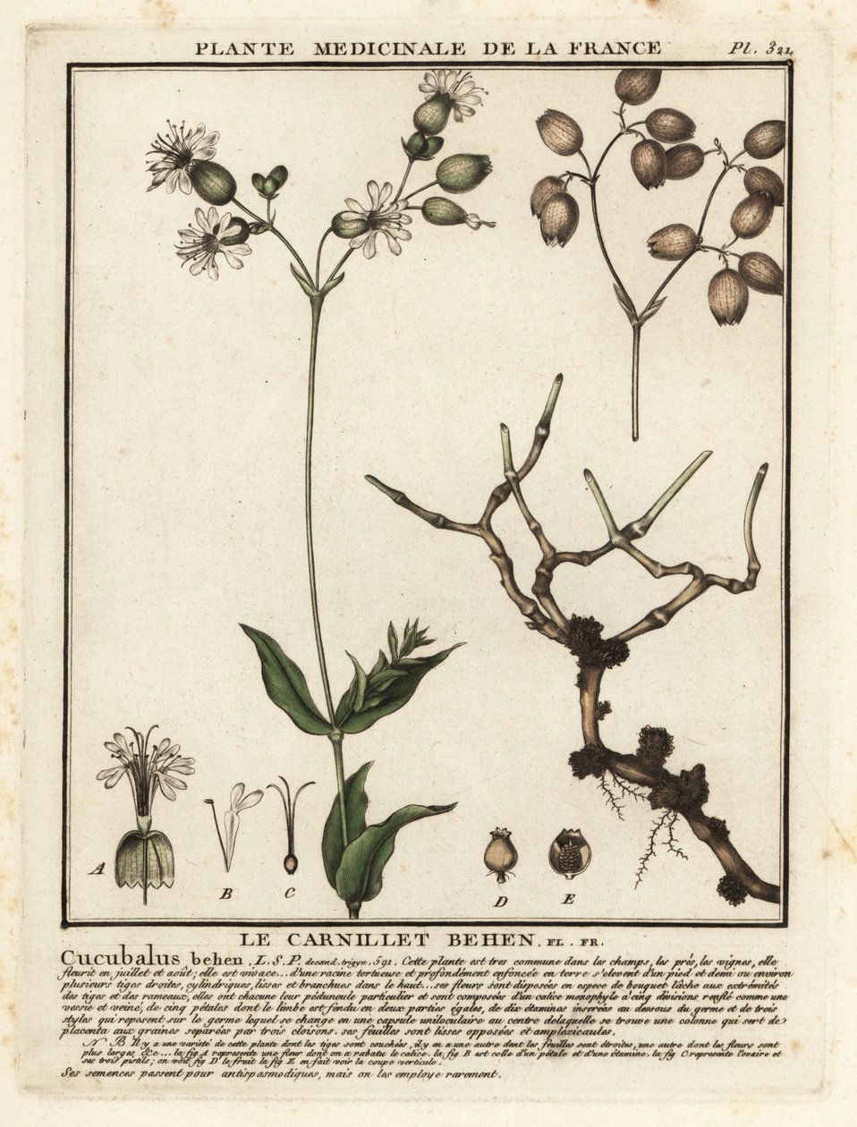 Blærecampion, Silene vulgaris. af Unbekannter Künstler