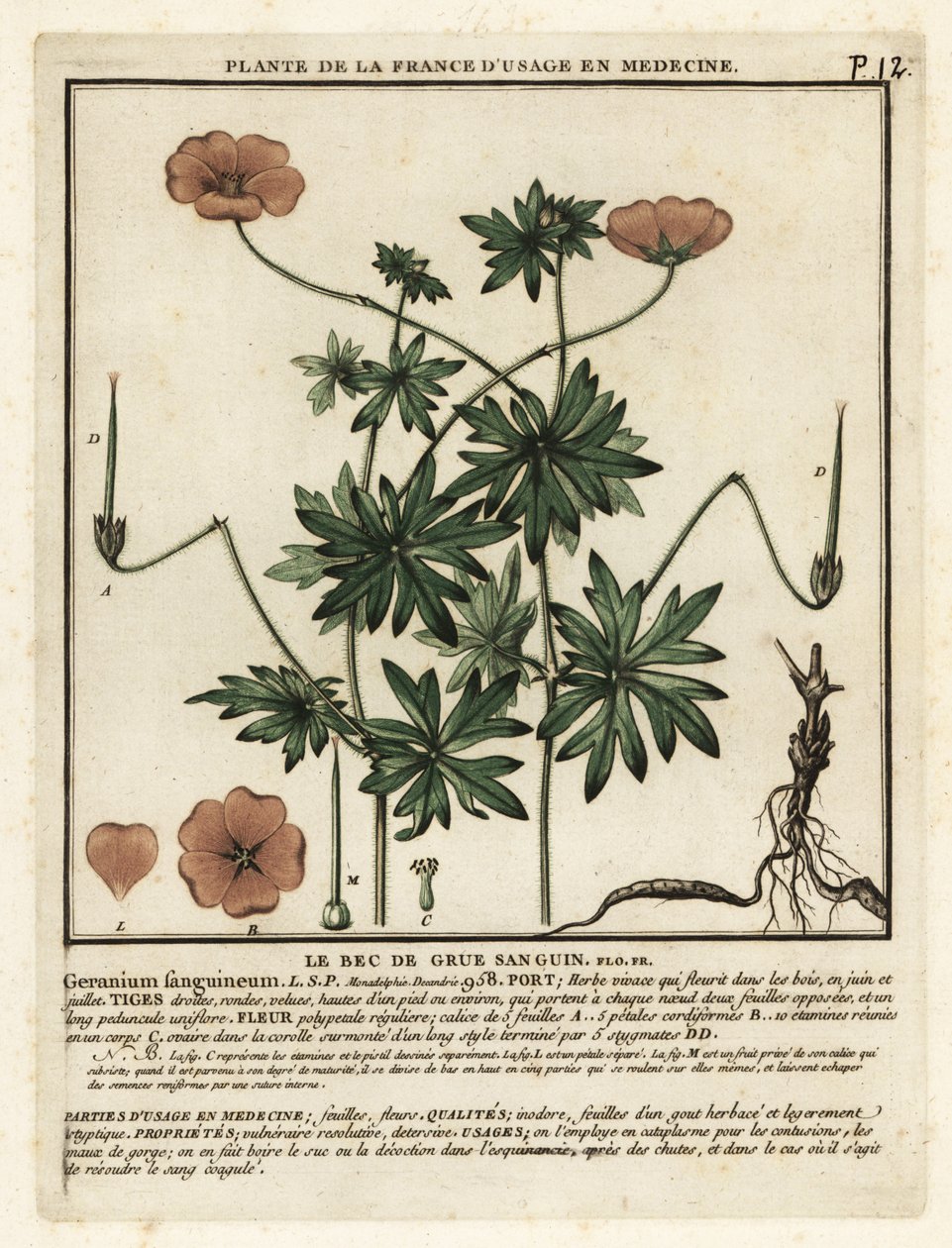 Forbandet tranenæb, Geranium sanguineum. af Unbekannter Künstler
