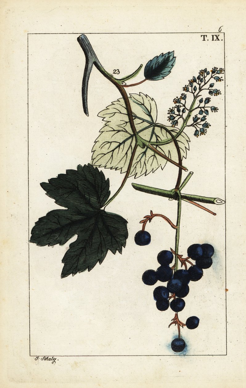 Blå druer på vin, Vitis vinifera. af Unbekannter Künstler