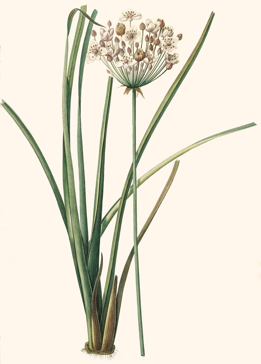 Botanisk illustration/Rdoute/Butomus umbellatus/Umbely Butome/Blomsterarmring af Unbekannt