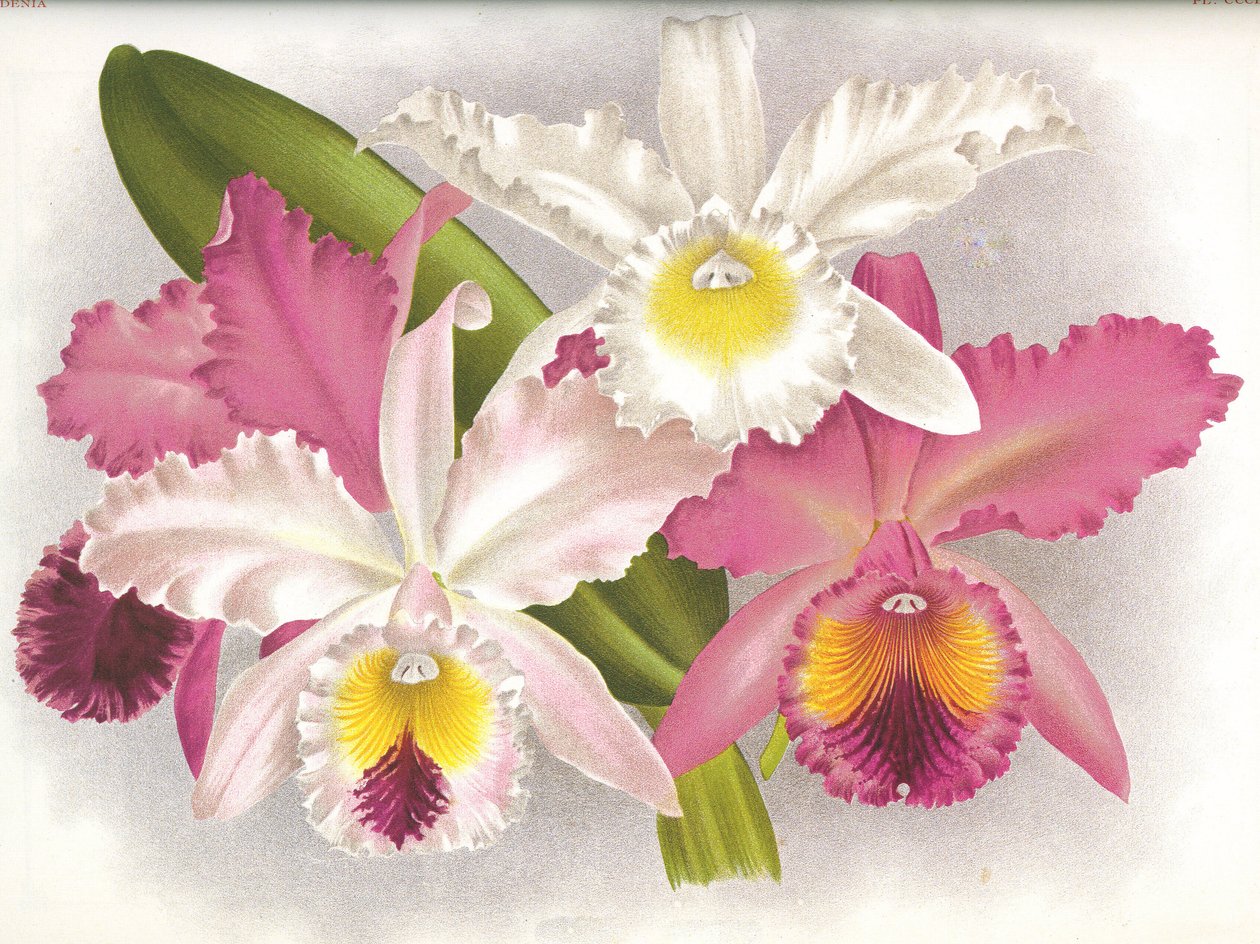Botanisk tavle/Cattleya labiata/Lindenia af Unbekannt