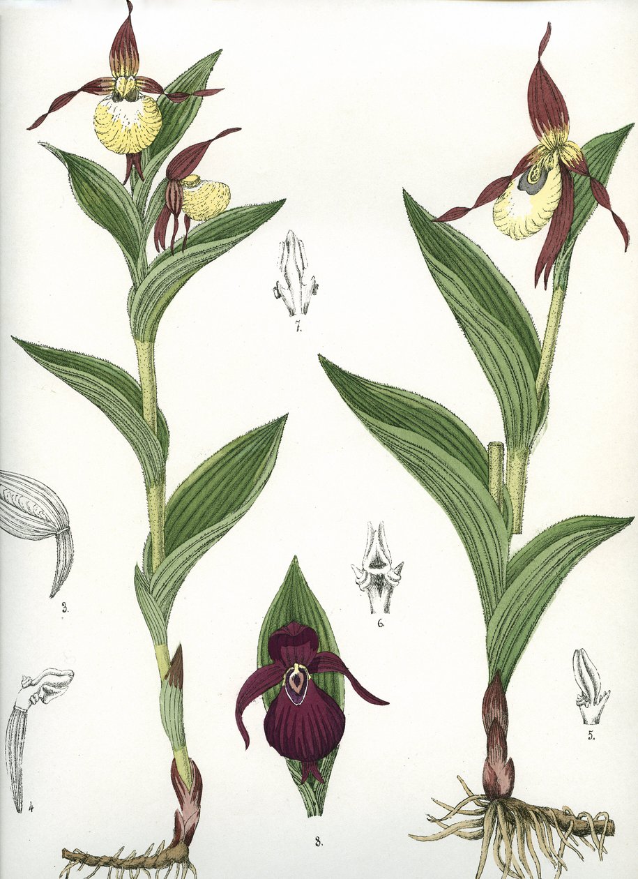 Botanisk tavle/Cypripedium calceolus/Venus hov af Unbekannt