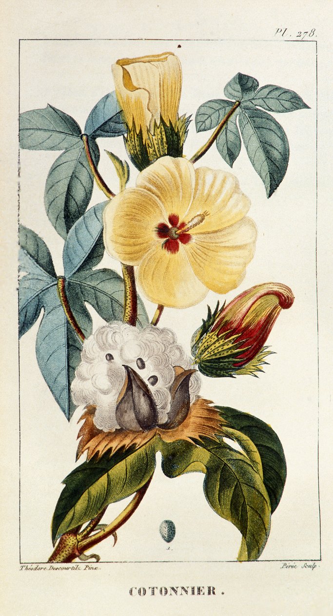 Botanisk tavle/Gossypium sp/Bomuld af Unbekannt