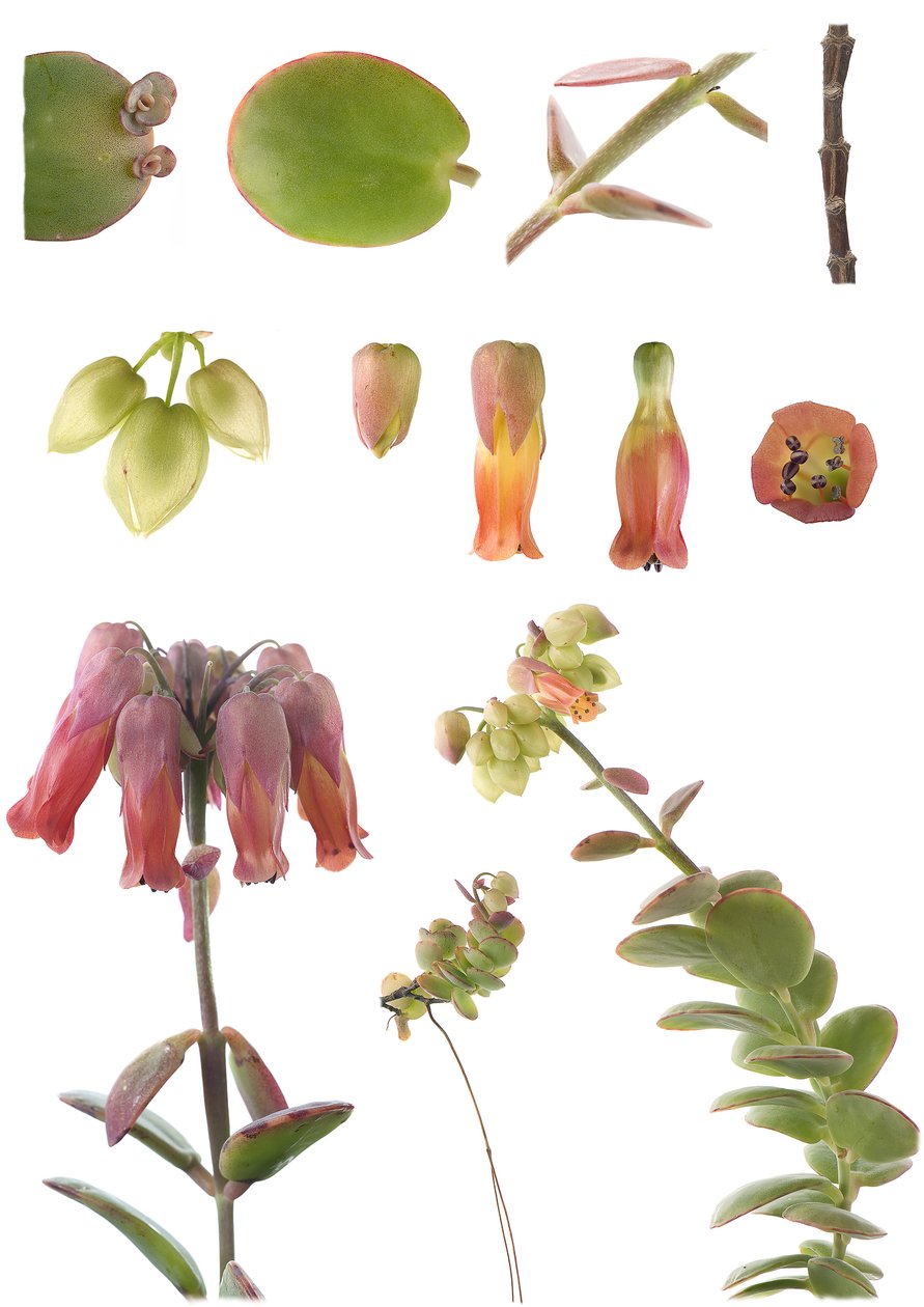 Botanisk tavle/Kalanchoe marnieriana af Unbekannt