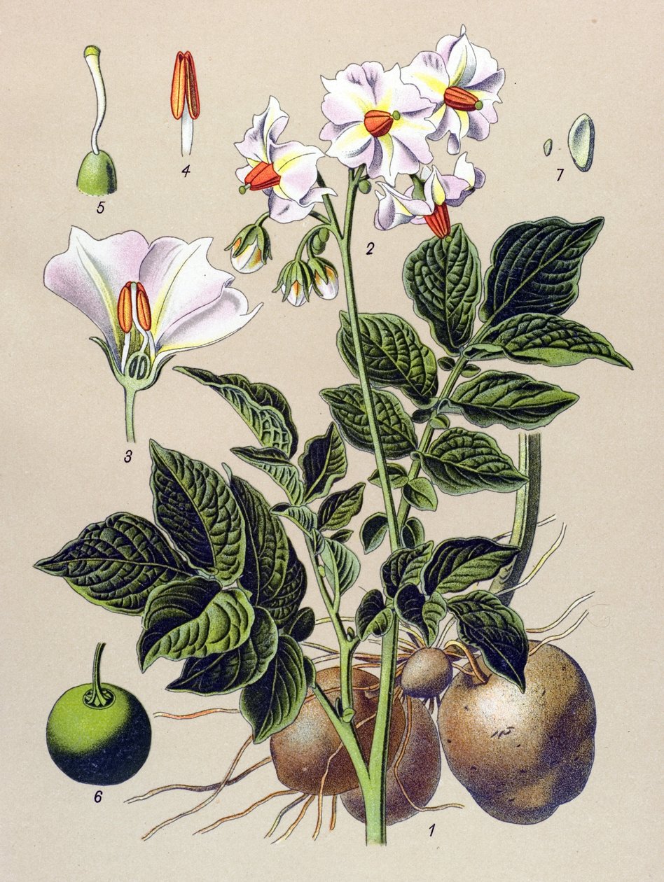 Botanisk bord, kartoffelplante, kartoffel (Solanum tuberosum) af Unbekannter Künstler