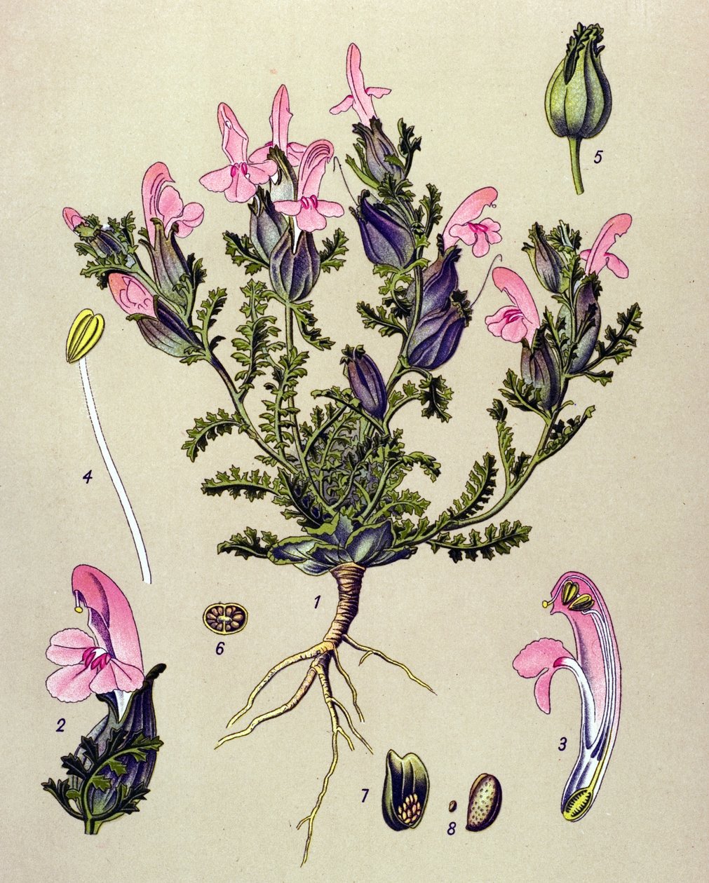 Botanisk tavle, plante: Pedicularis sylvatica af Unbekannter Künstler