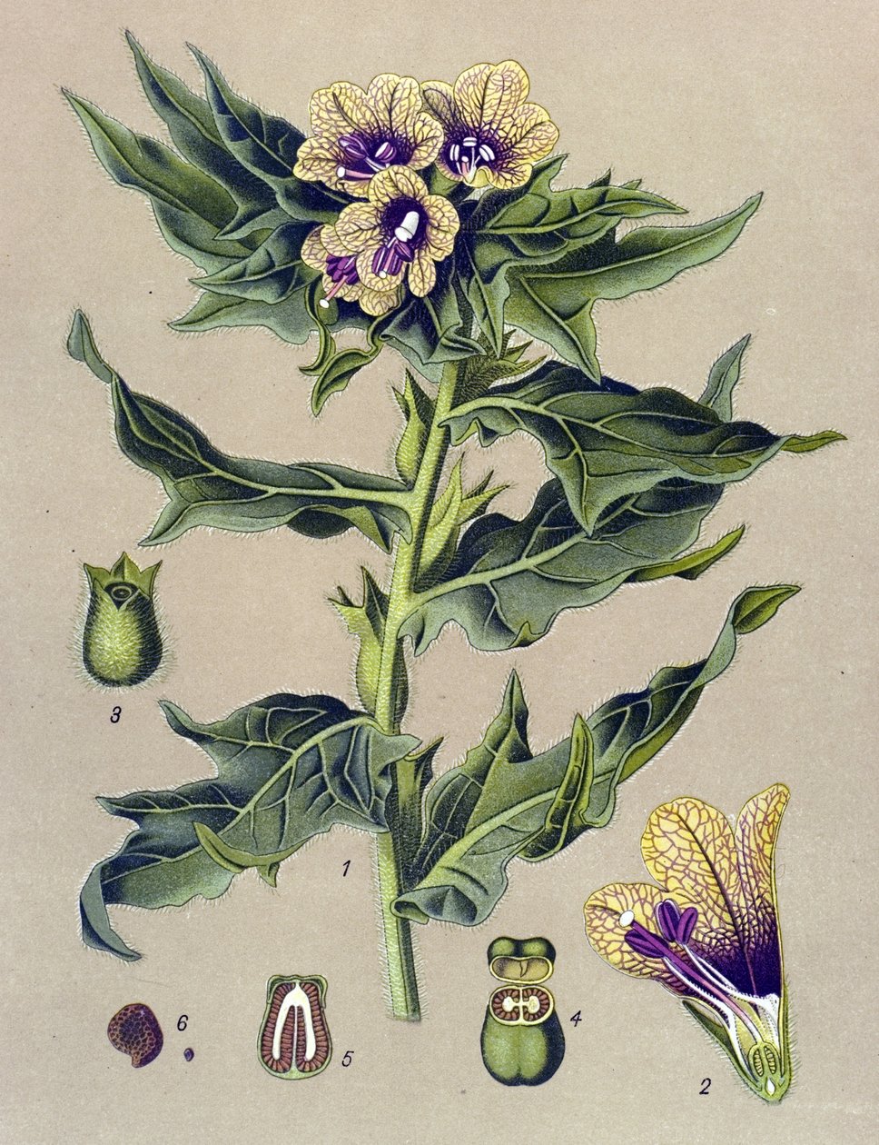 Botanisk bord, plante: sort kant (Hyoscyamus niger) af Unbekannter Künstler